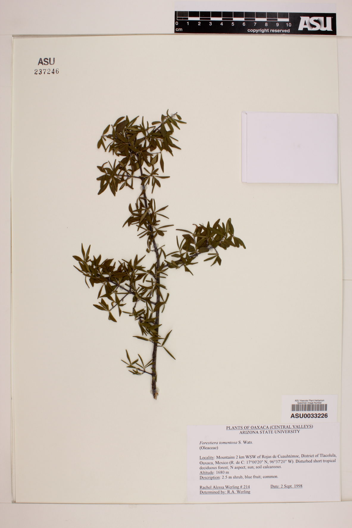 Forestiera tomentosa image