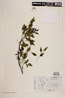 Fraxinus cuspidata image