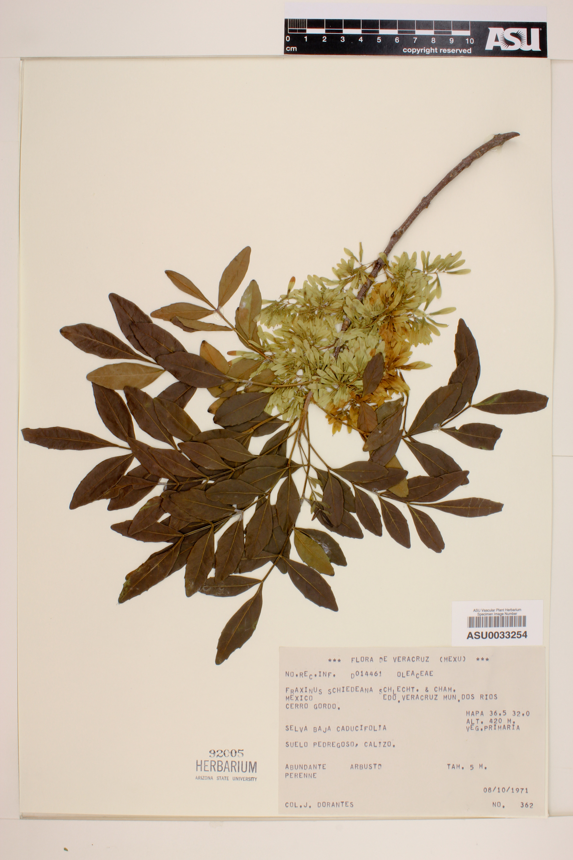 Fraxinus schiedeana image