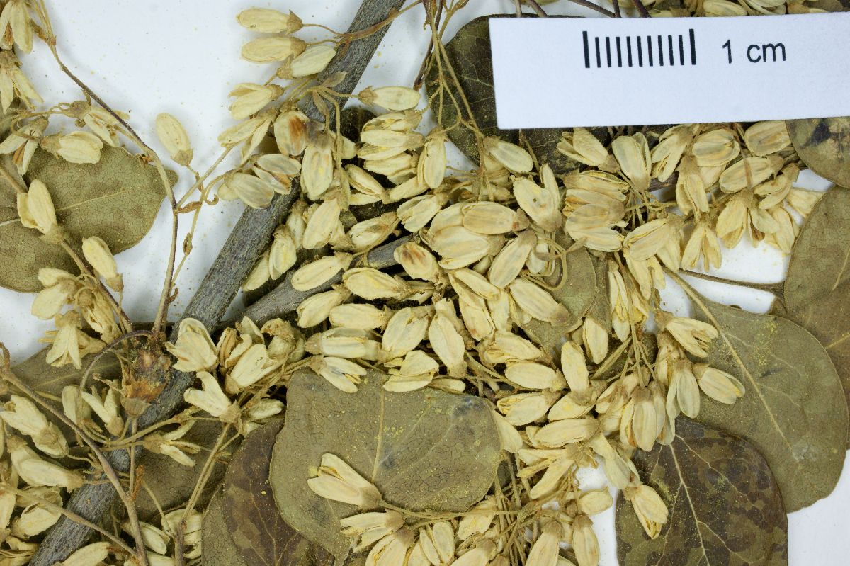 Fraxinus parryi image