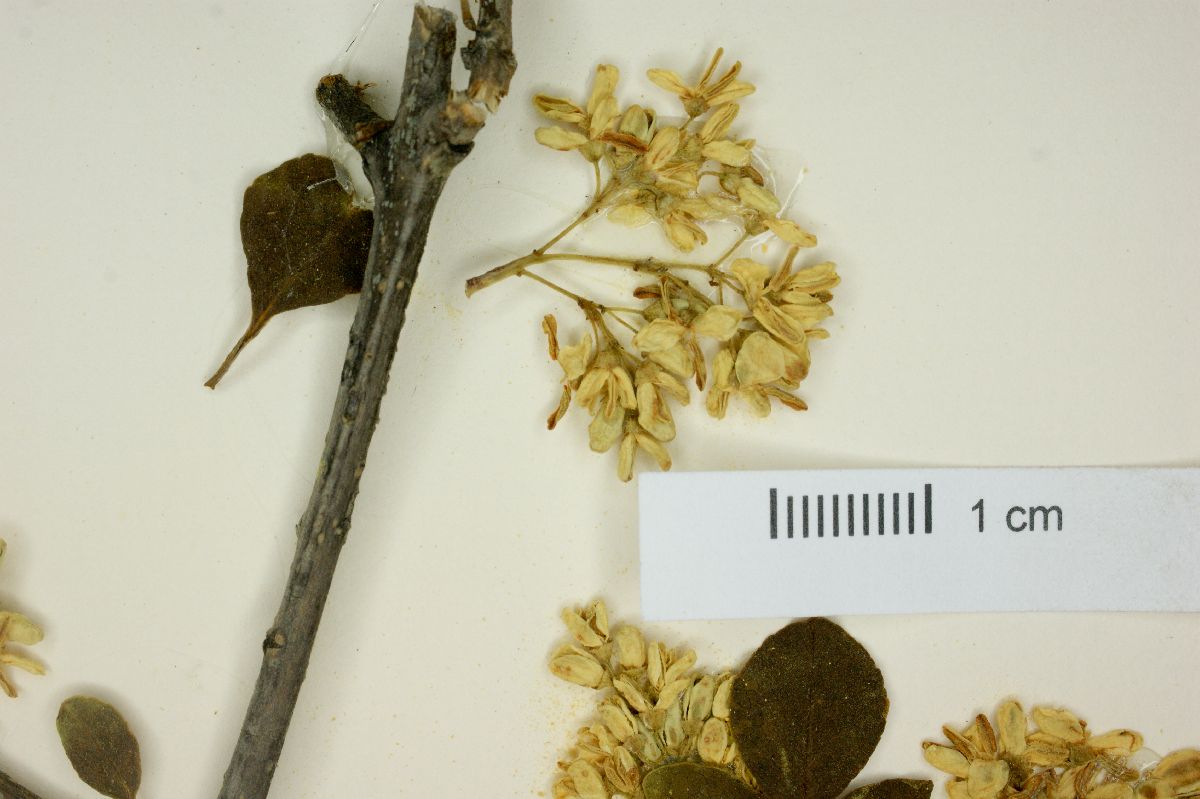 Fraxinus trifoliolata image