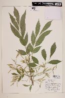 Fraxinus velutina image