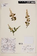 Ligustrum sinense image