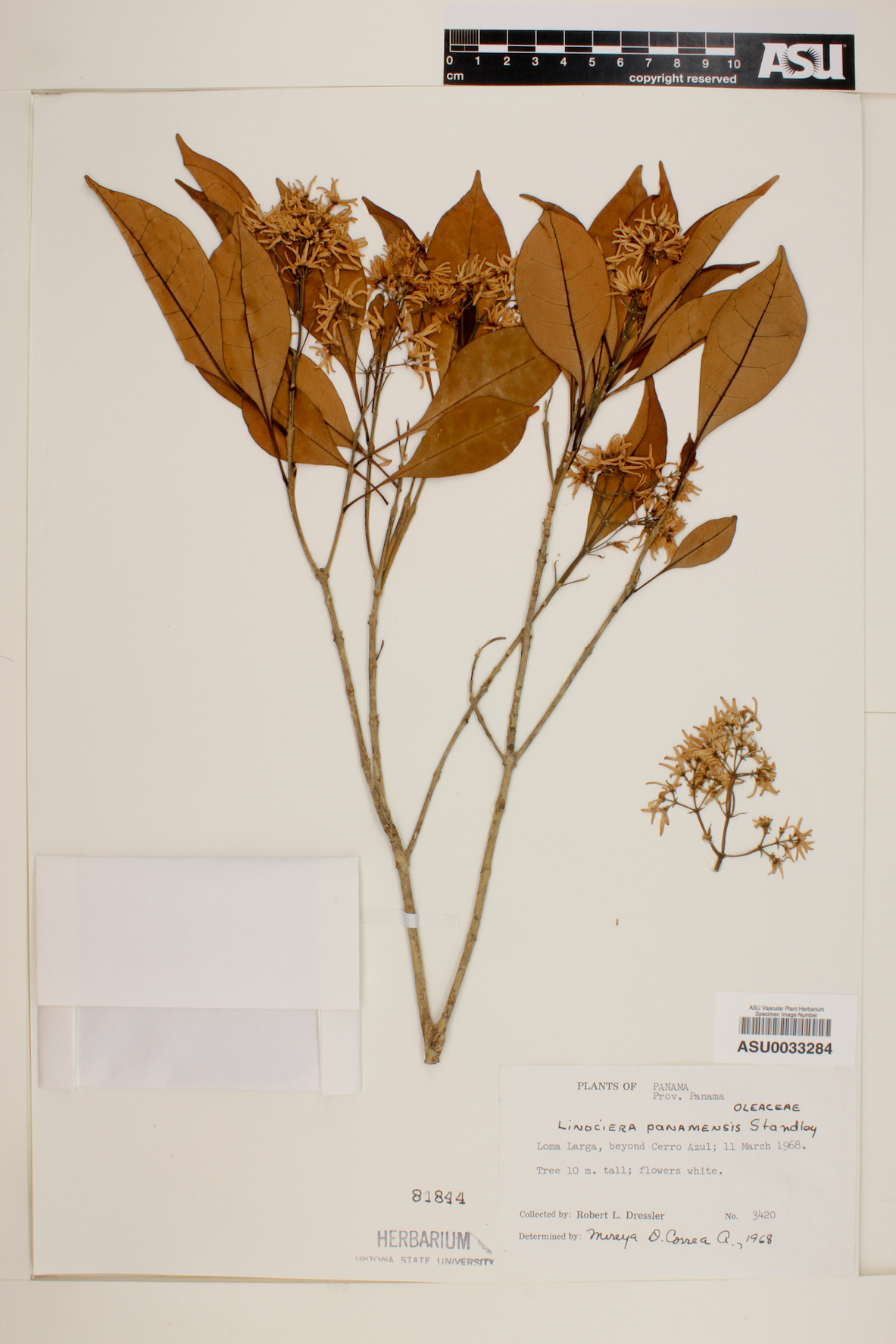 Chionanthus panamensis image