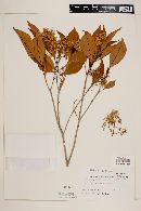 Chionanthus panamensis image