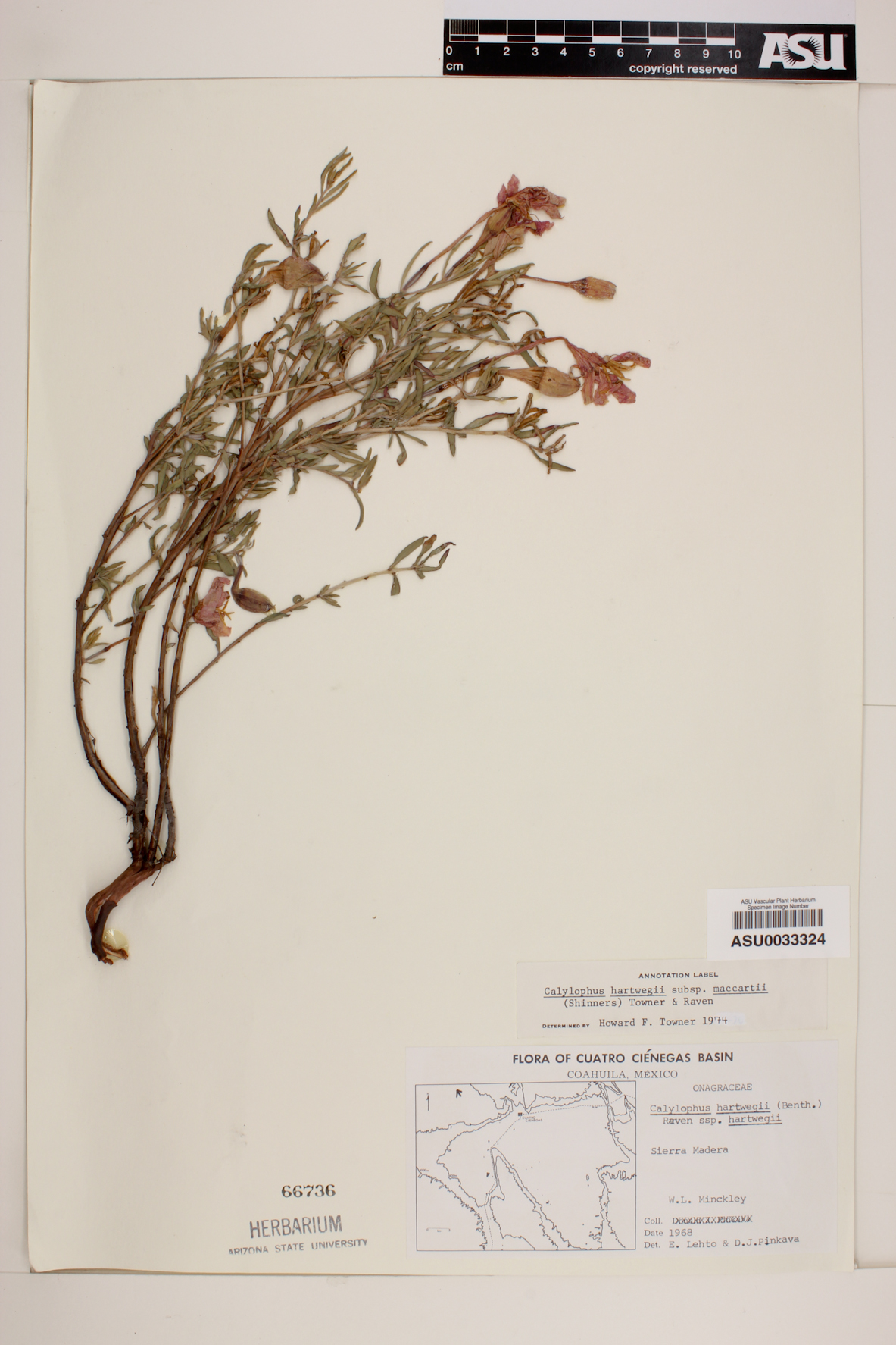 Calylophus hartwegii subsp. maccartii image