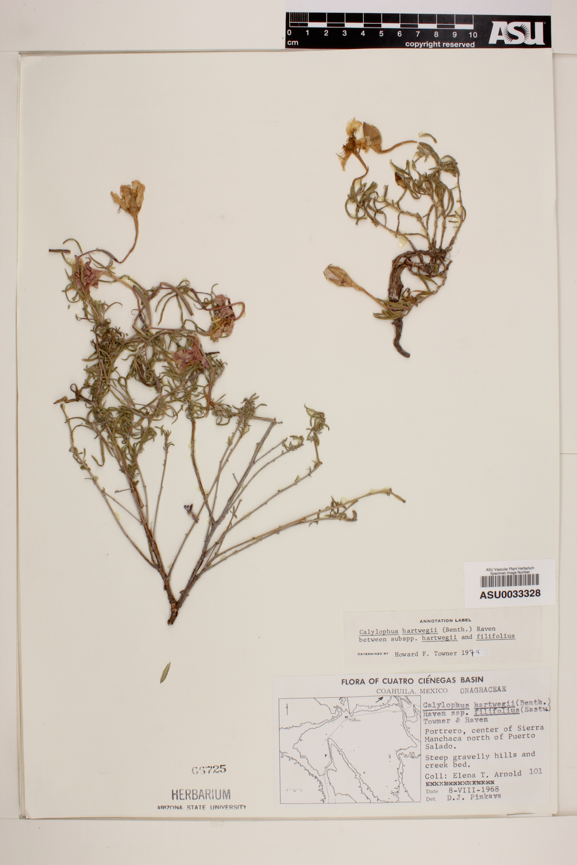 Calylophus hartwegii subsp. hartwegii image