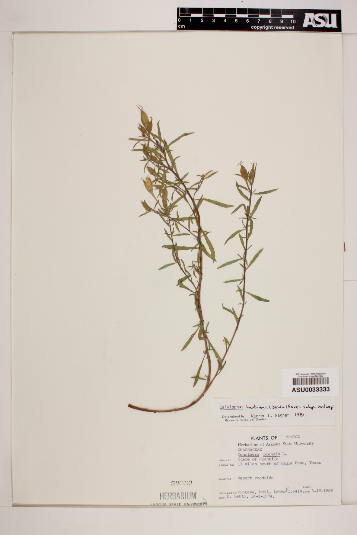 Calylophus hartwegii subsp. hartwegii image