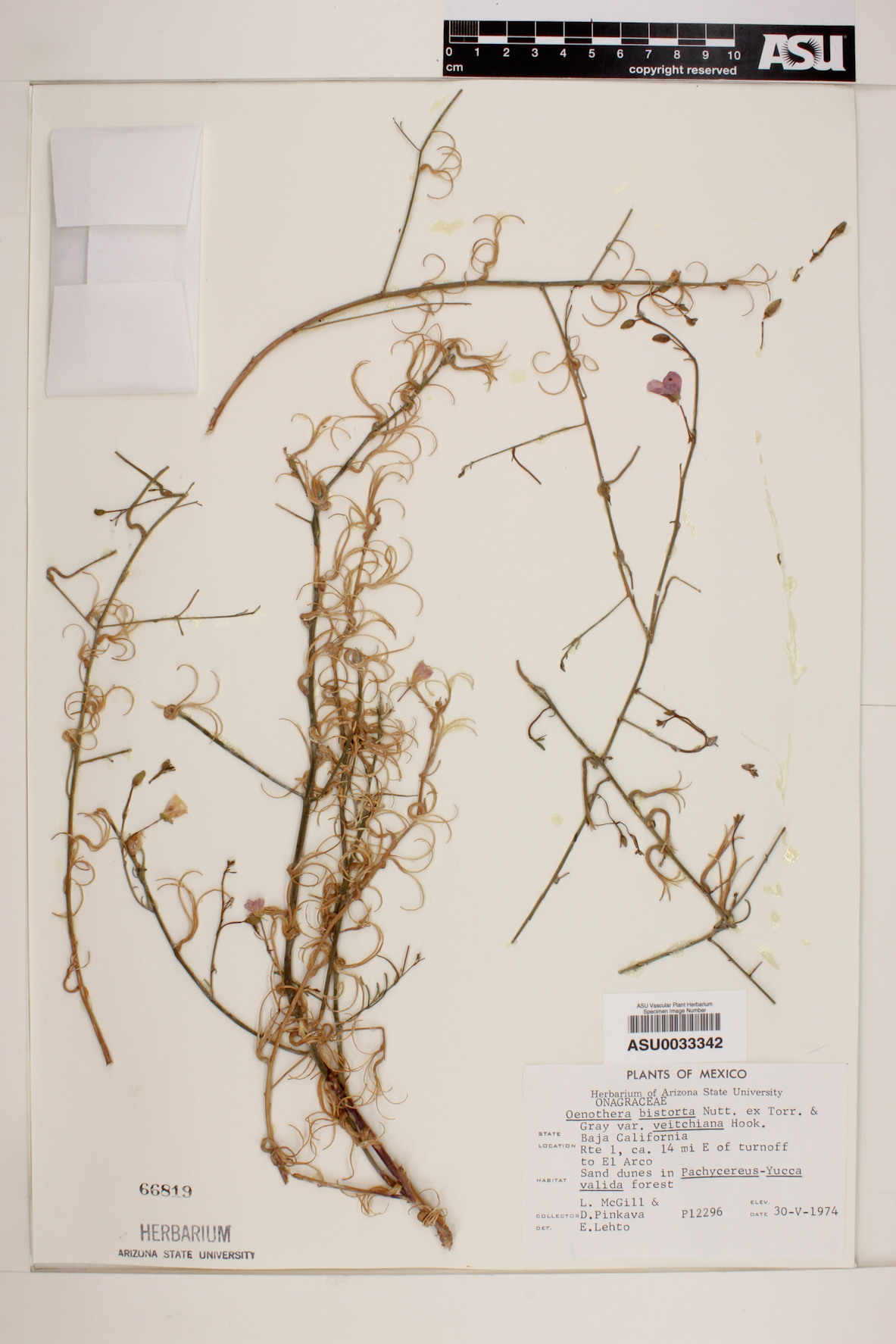 Camissonia bistorta image