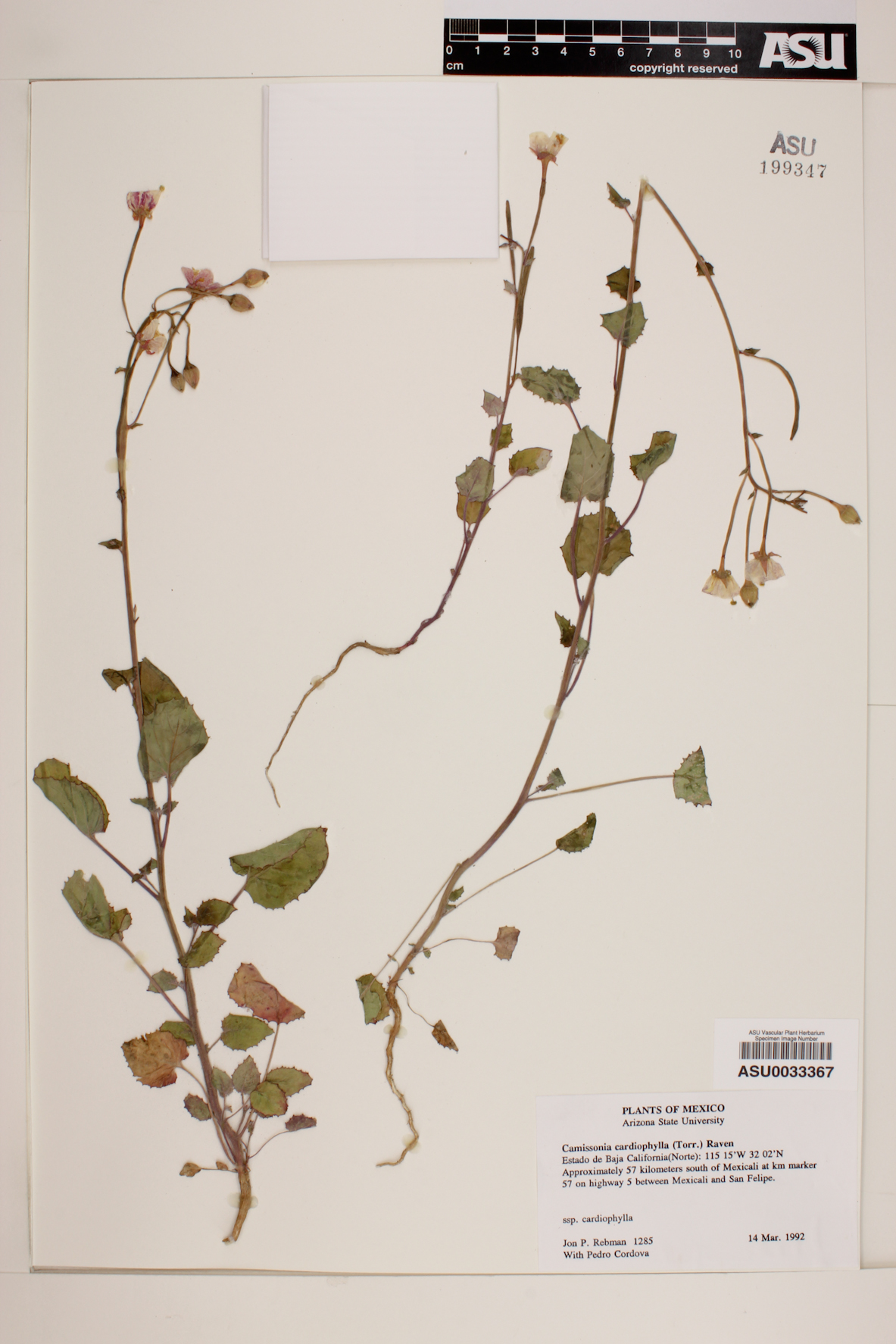 Camissonia cardiophylla subsp. cardiophylla image