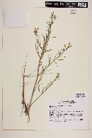Camissonia crassifolia image