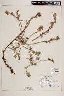 Camissonia cheiranthifolia subsp. suffruticosa image