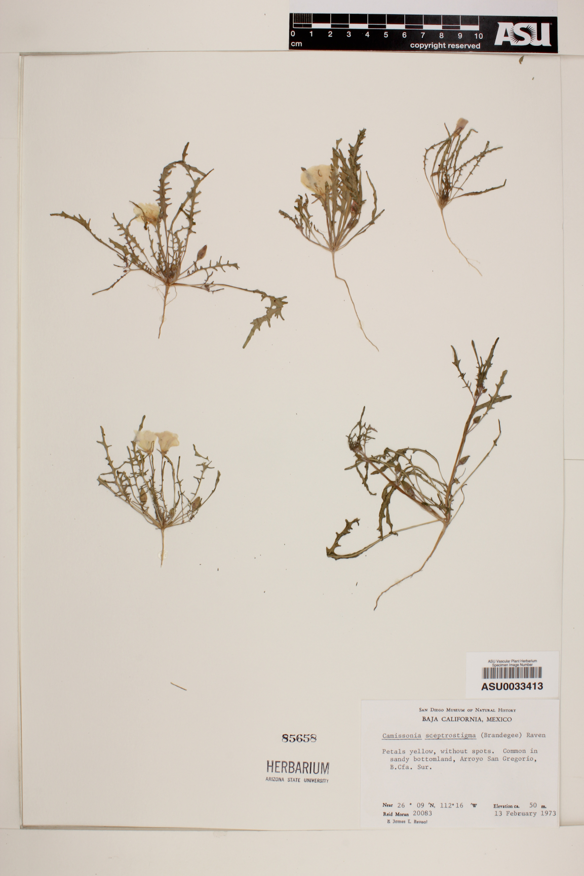 Camissonia sceptrostigma image