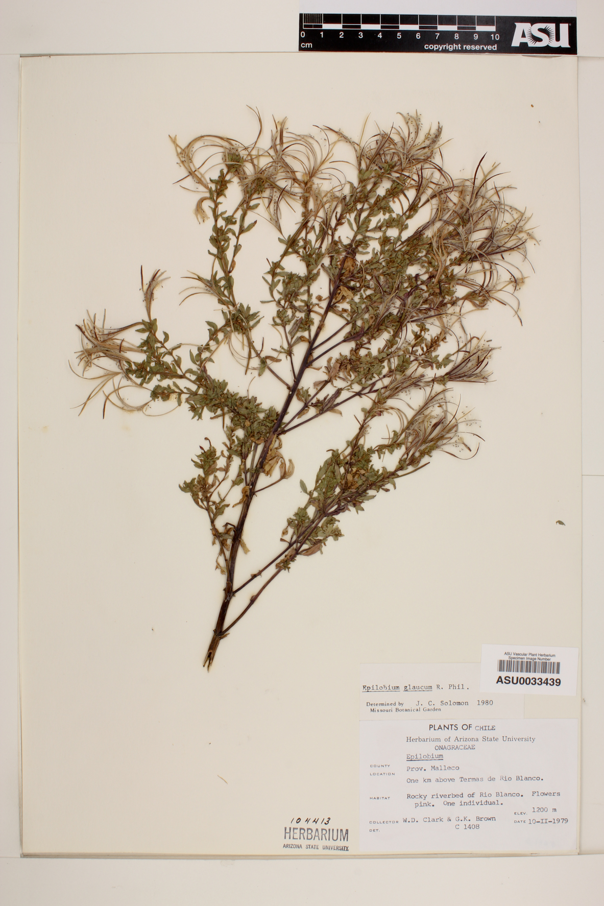 Epilobium glaucum image