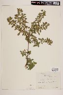 Fuchsia encliandra subsp. encliandra image
