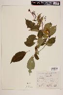 Fuchsia paniculata image