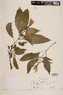 Fuchsia boliviana image