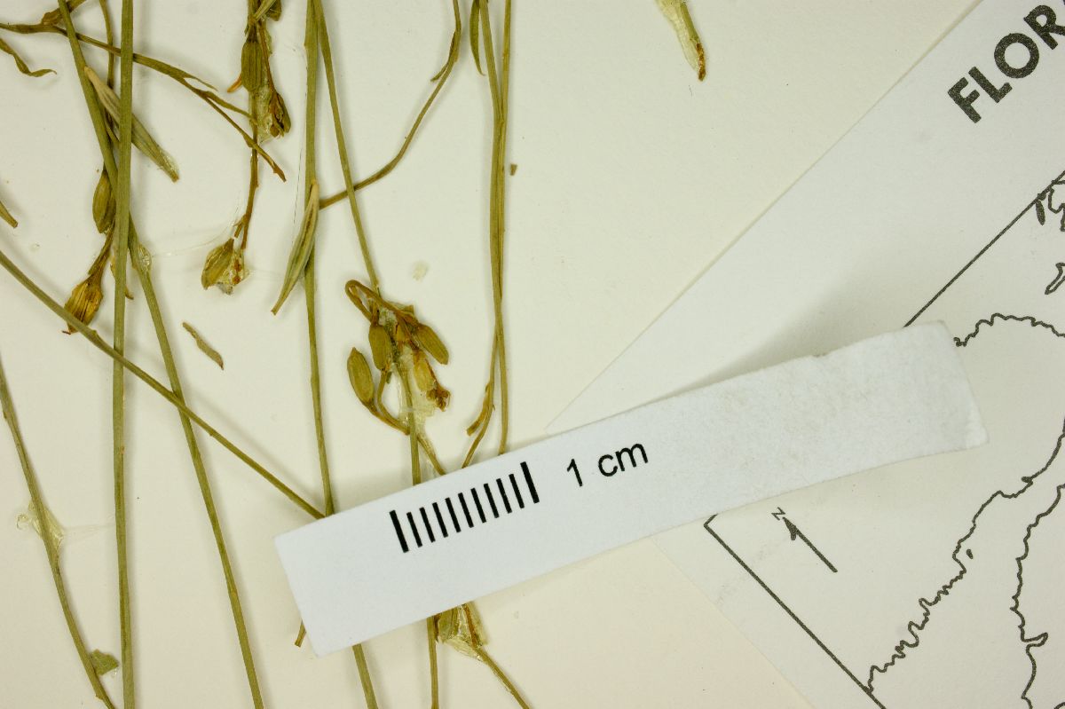 Oenothera boquillensis image