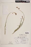 Oenothera boquillensis image
