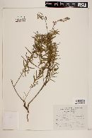 Oenothera suffrutescens image