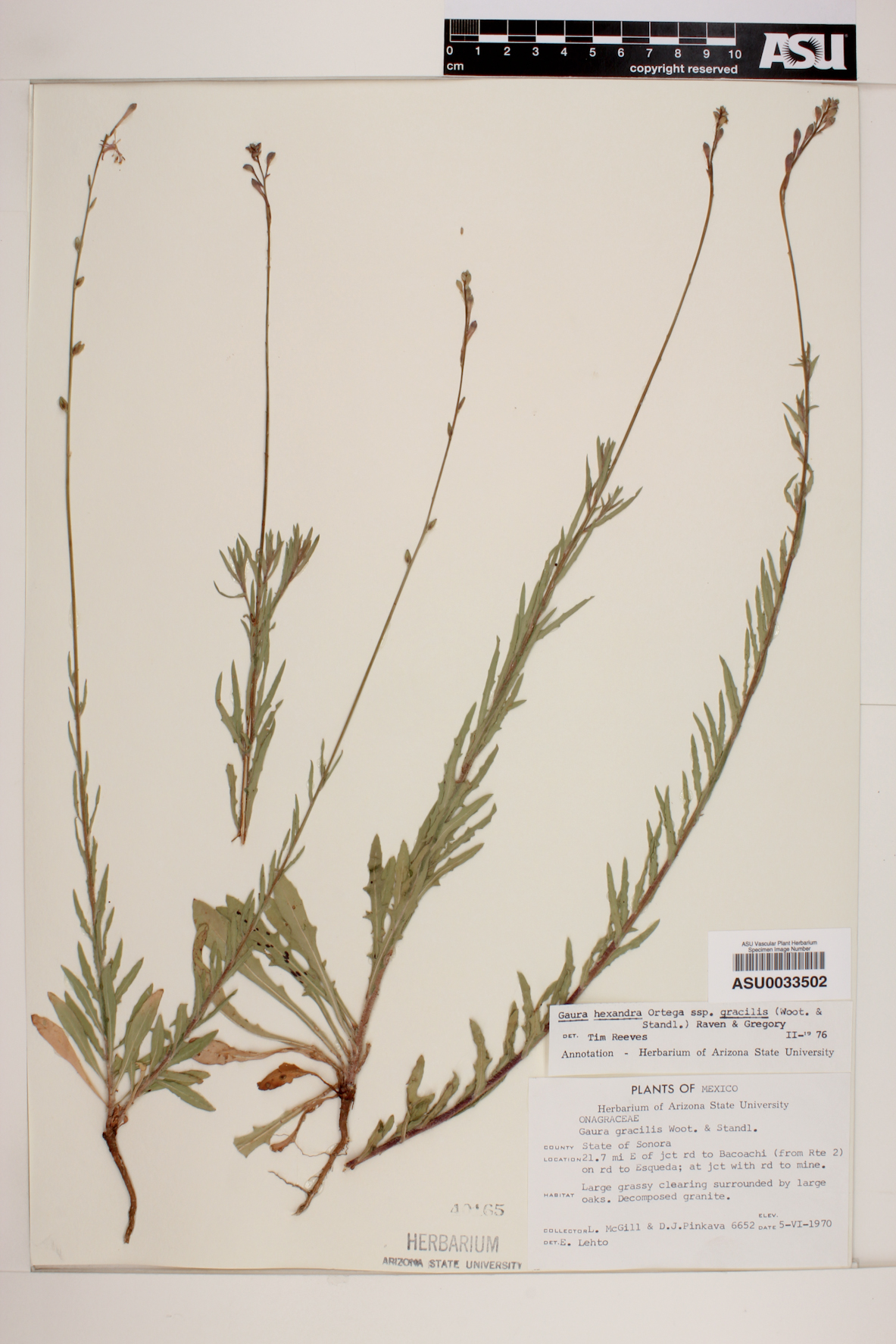 Gaura hexandra subsp. gracilis image