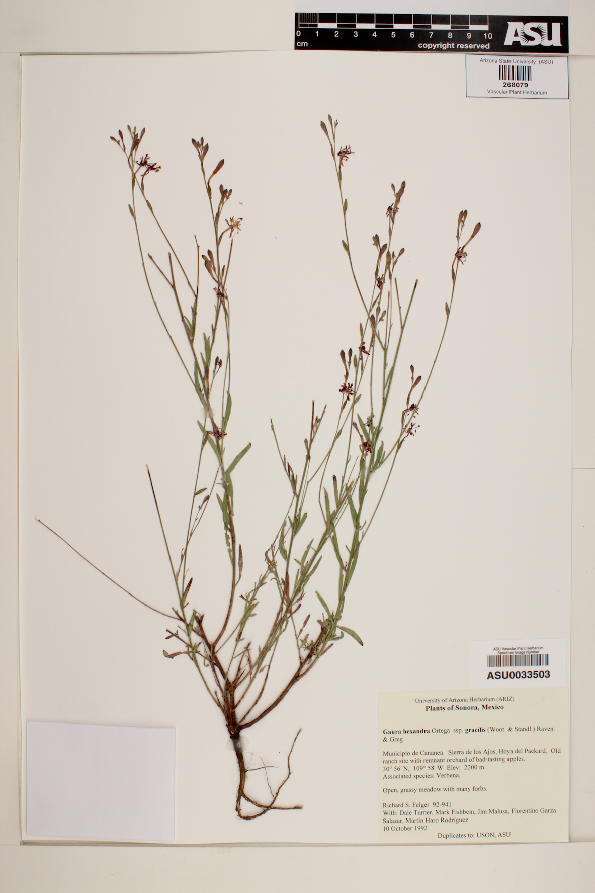 Gaura hexandra subsp. gracilis image