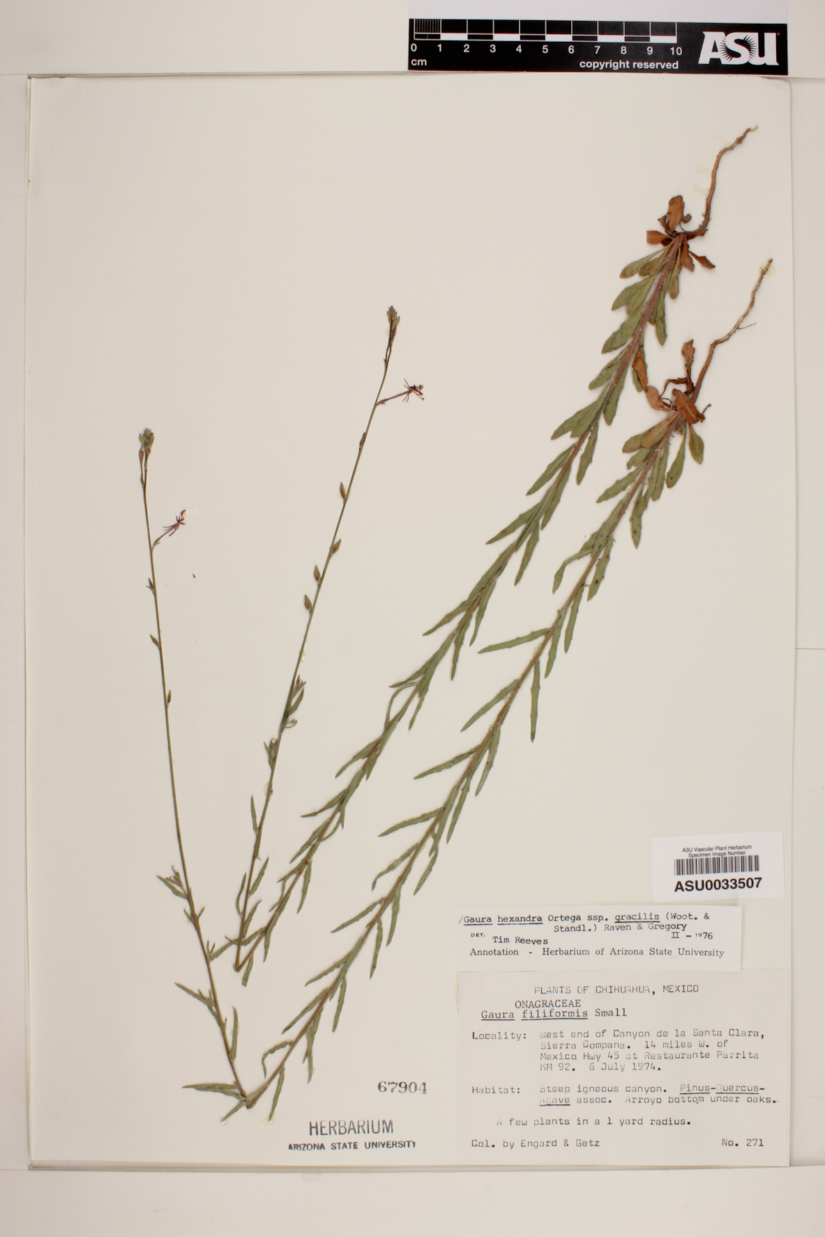 Gaura hexandra subsp. gracilis image