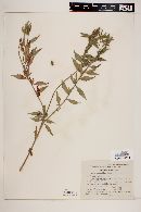 Gaura mutabilis image