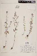 Lopezia gracilis image