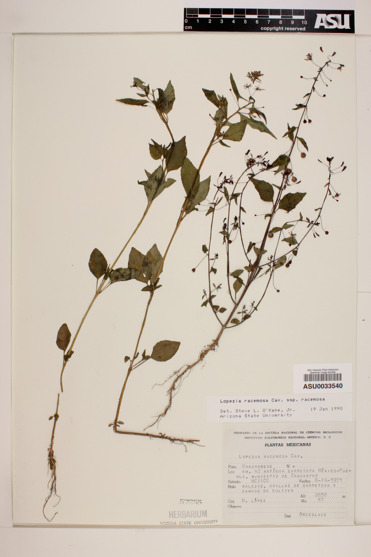 Lopezia racemosa subsp. racemosa image