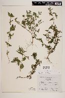 Lopezia racemosa subsp. racemosa image