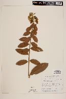 Ludwigia brachyphylla image