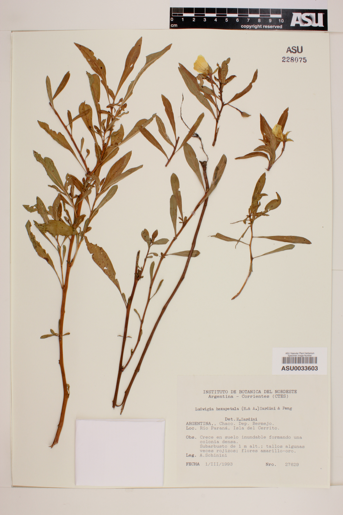 Ludwigia hexapetala image