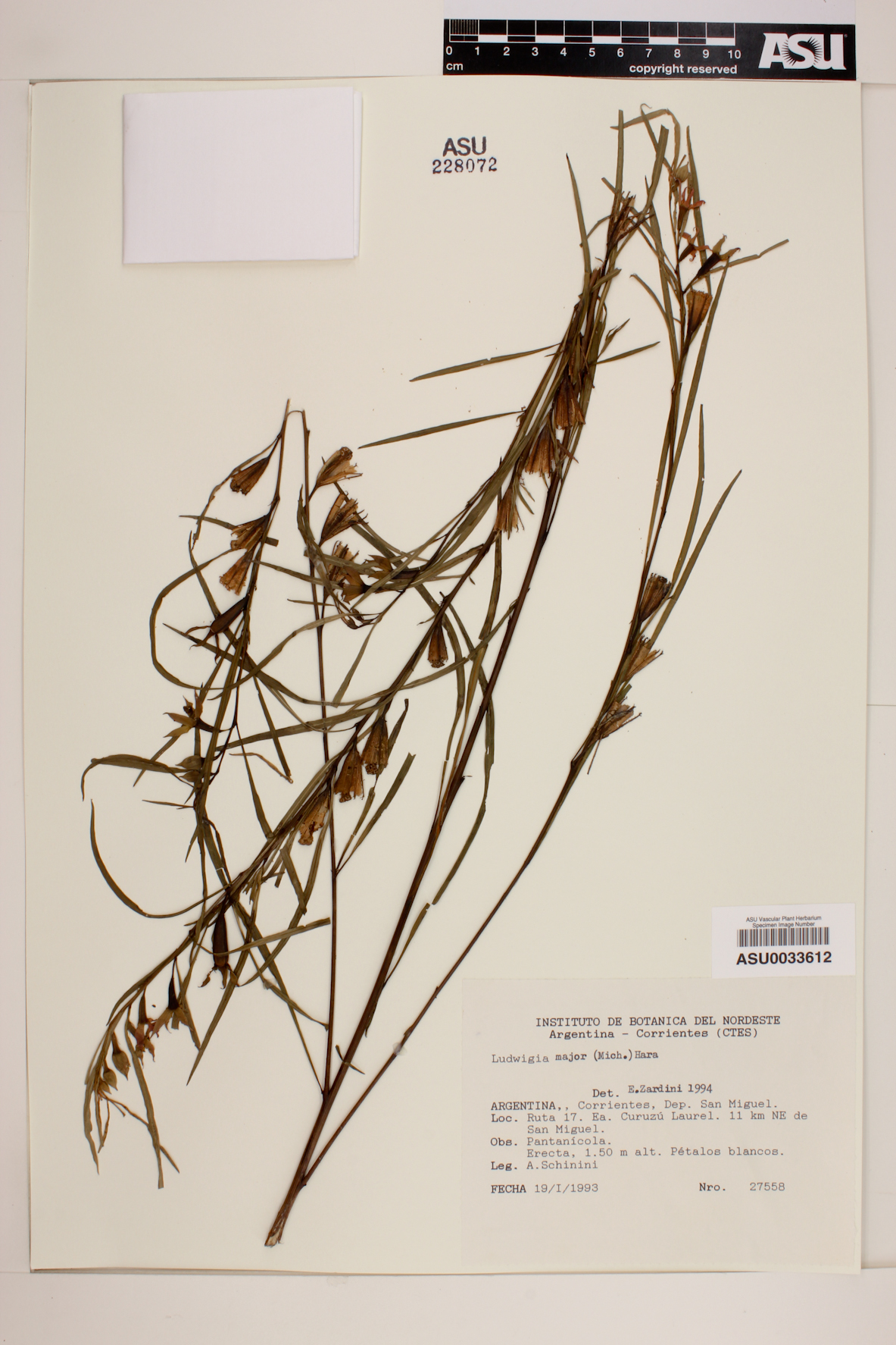 Ludwigia major image