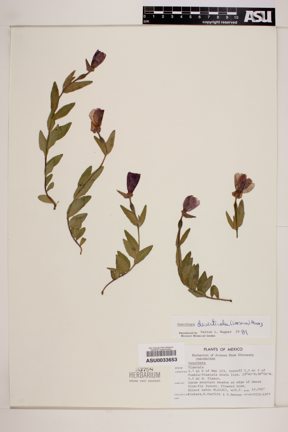 Oenothera deserticola image