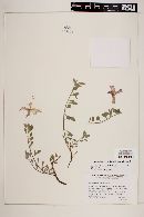 Oenothera drummondii image