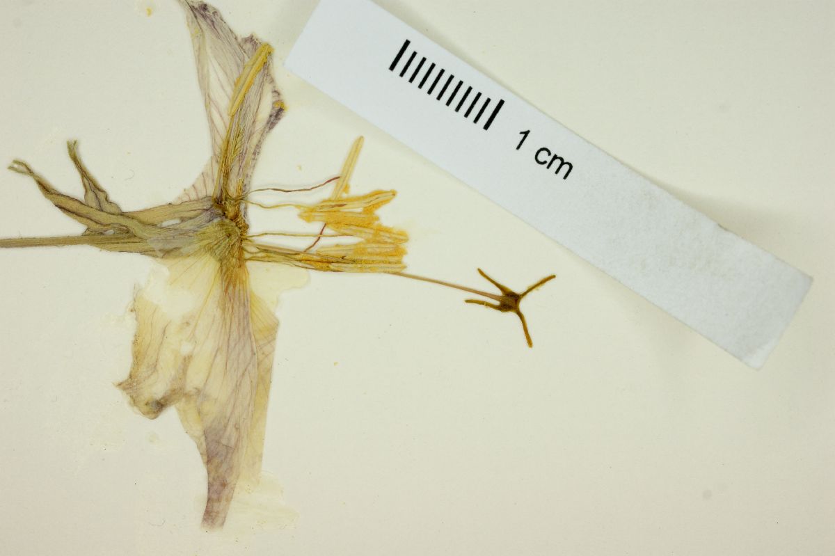 Oenothera drummondii subsp. thalassaphila image