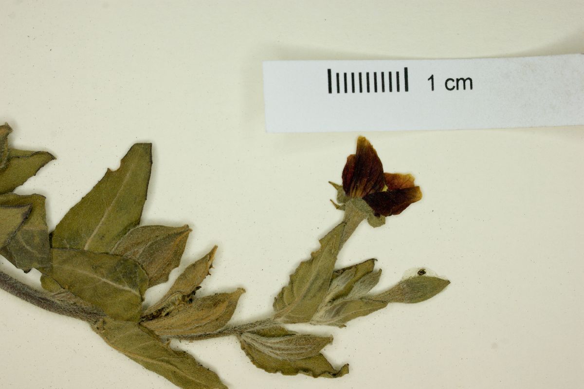 Oenothera epilobiifolia image