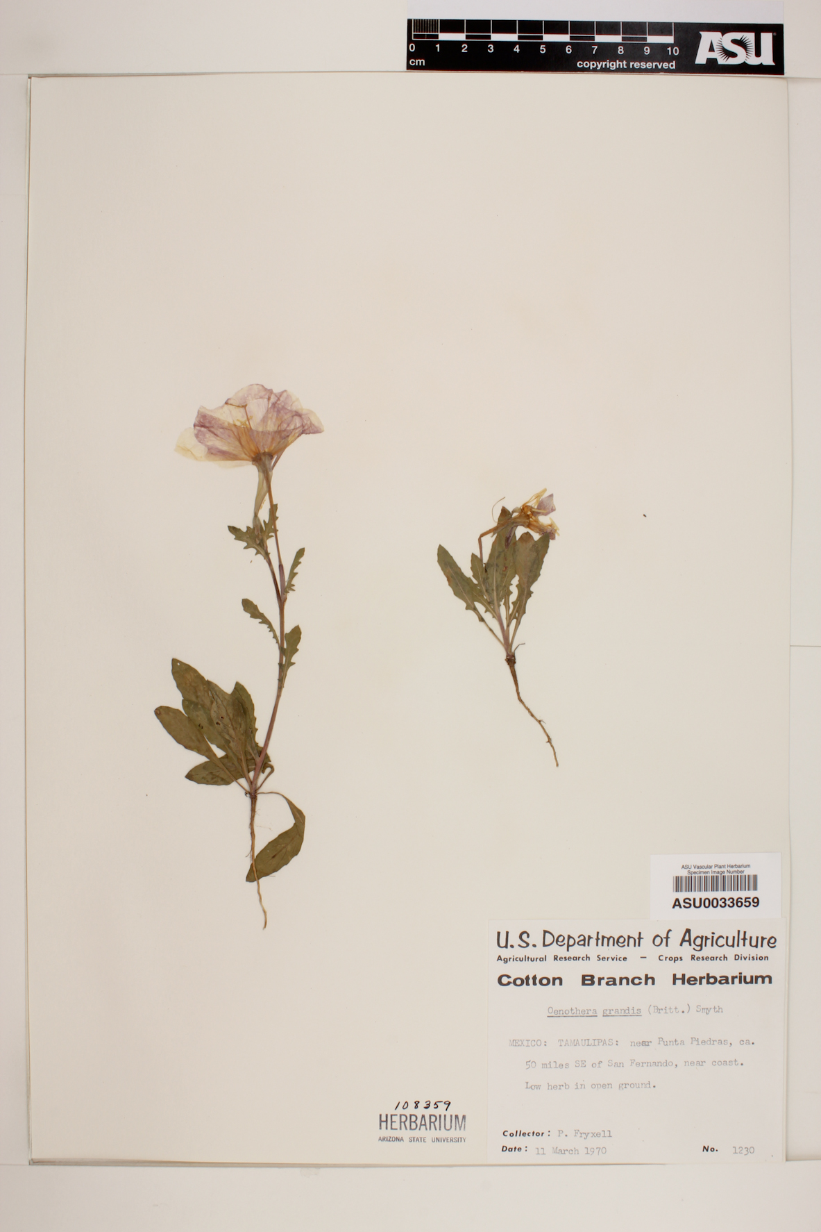 Oenothera grandis image