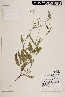 Oenothera kunthiana image