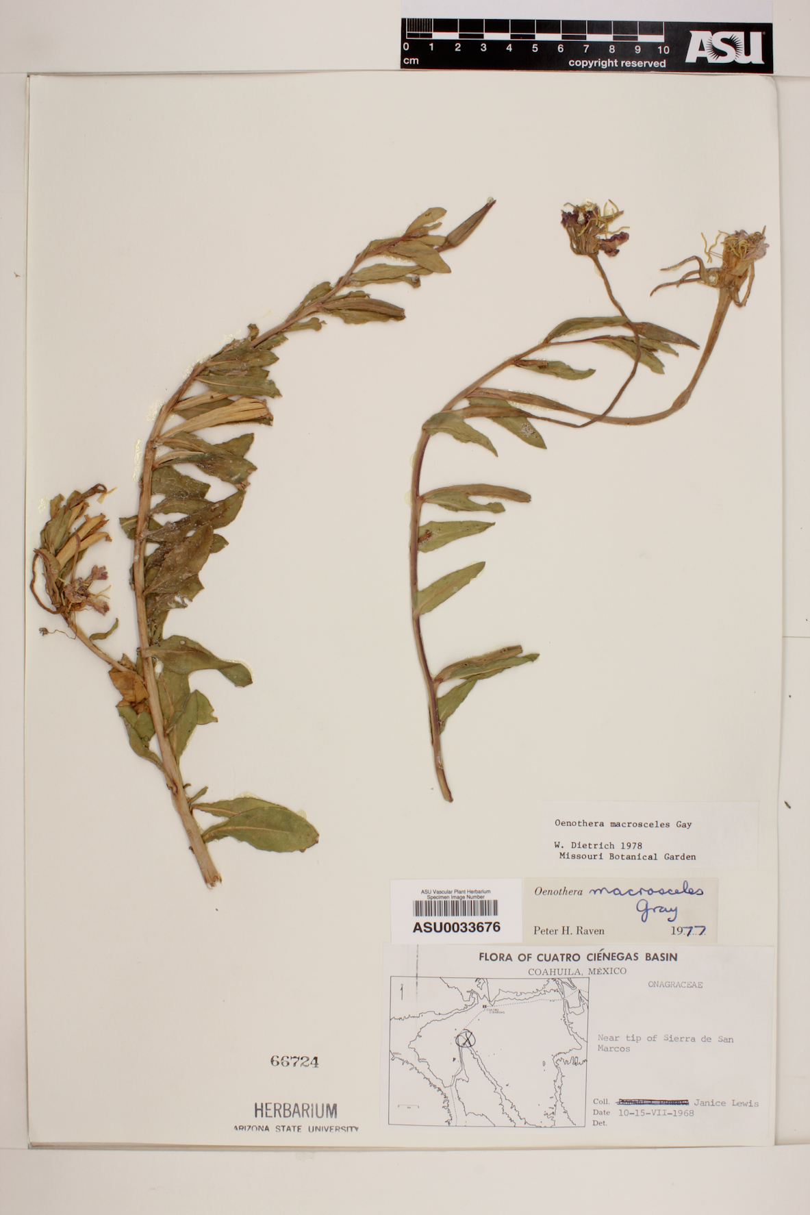 Oenothera macrosceles image