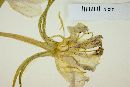 Oenothera macrosceles image