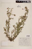 Oenothera pubescens image