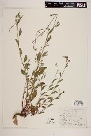 Oenothera rosea image