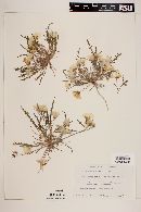 Oenothera sceptrostigma image