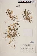 Oenothera sceptrostigma image