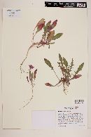 Oenothera wigginsii image