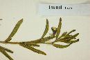 Oenothera indecora image