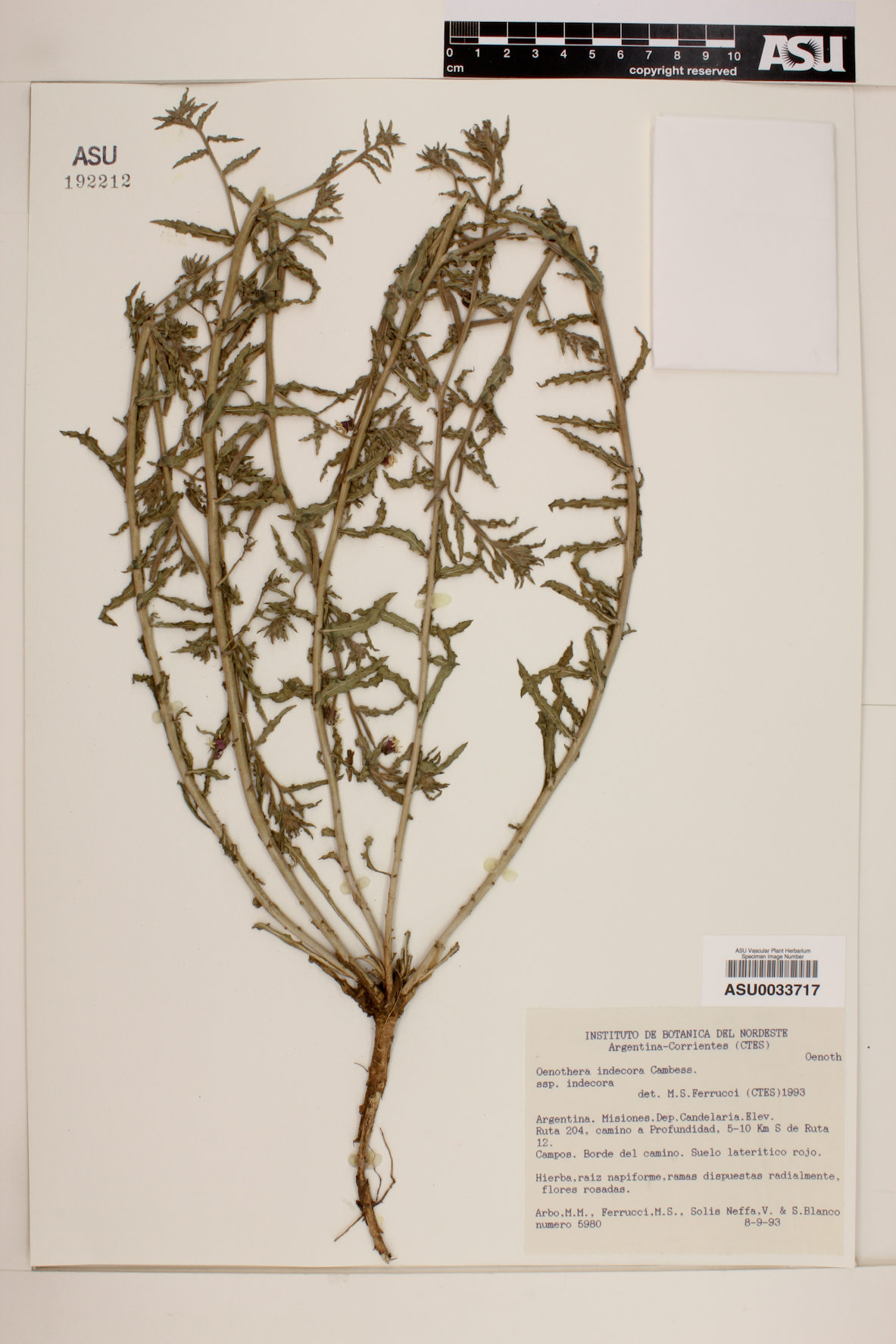 Oenothera indecora image