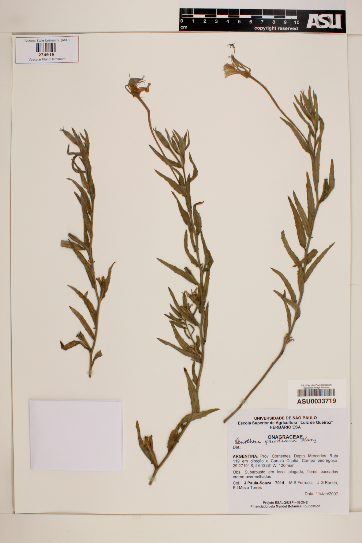 Oenothera parodiana image
